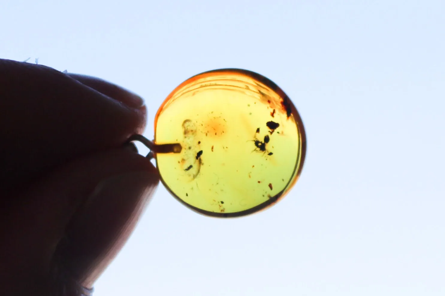 Baltic Amber Pendant Fossil Insect Round Natural Honey Untreated 1" 1.7 gram